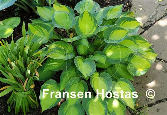 Hosta Dinner Mint